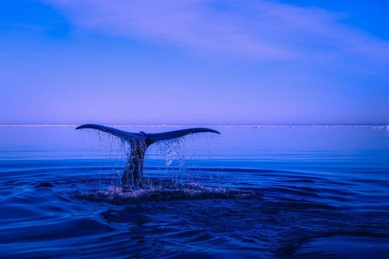 k BTC moved between Bitcoin whales community predicts price increase