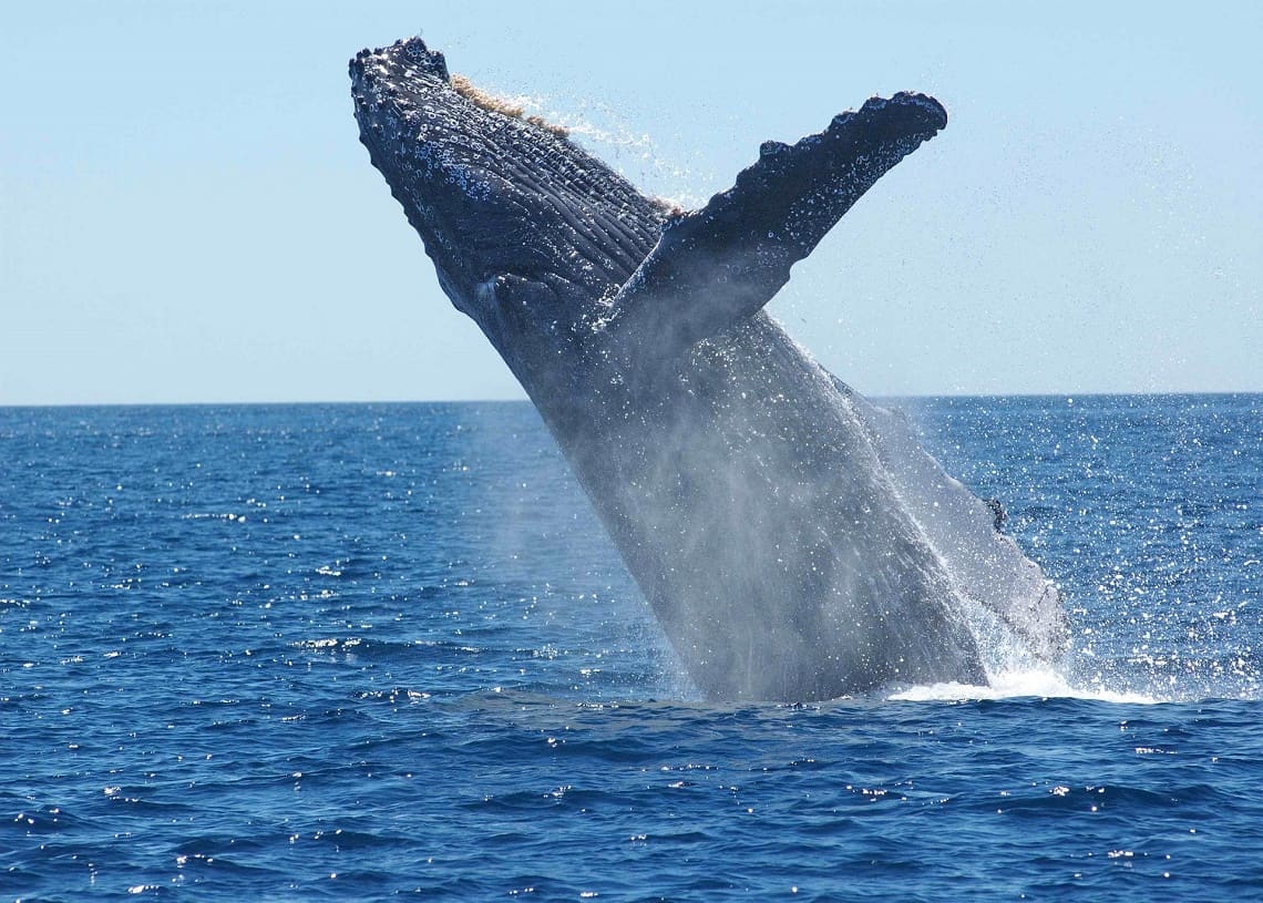 humpback whale