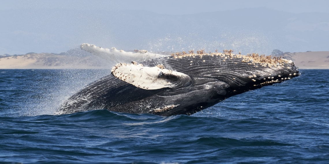 La dirección de la ballena Ethereum ICO mueve 145,000 ETH después de 3 años de inactividad